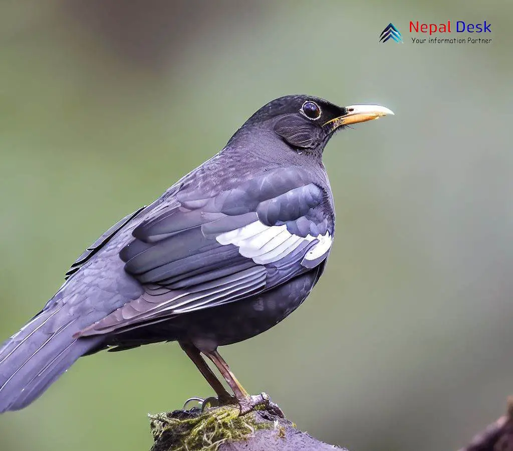 Gray-Winged Blackbird: A Melodic Encounter | Nepal Desk